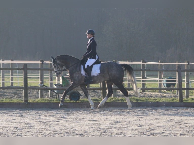 Deutsches Reitpferd Wallach 6 Jahre 163 cm Blauschimmel in Wijk en Aalburg