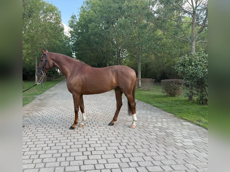 Deutsches Reitpferd Wallach 6 Jahre 163 cm Dunkelfuchs in Burgenland