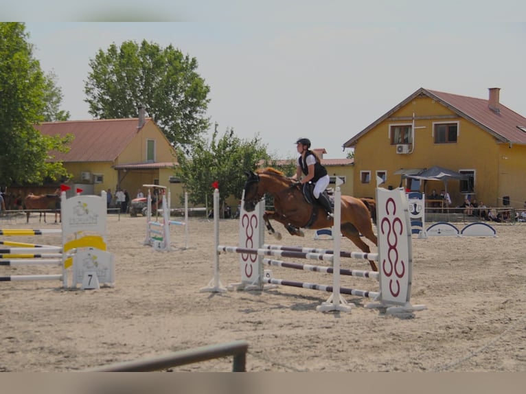 Deutsches Reitpferd Wallach 6 Jahre 163 cm Dunkelfuchs in Burgenland