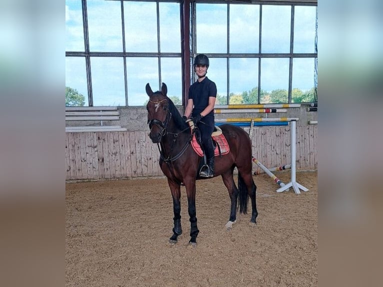 Deutsches Reitpferd Wallach 6 Jahre 165 cm Brauner in Rheda-Wiedenbrück