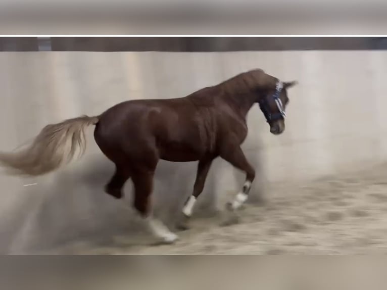 Deutsches Reitpferd Wallach 6 Jahre 165 cm Fuchs in Holzheim