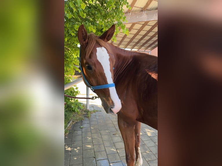 Deutsches Reitpferd Wallach 6 Jahre 165 cm Fuchs in Holzheim