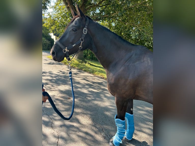 Deutsches Reitpferd Wallach 6 Jahre 165 cm Rappe in Münchberg Deutsches Reitpferd Wallach 6 Jahre 165 cm Rappe in Münchberg