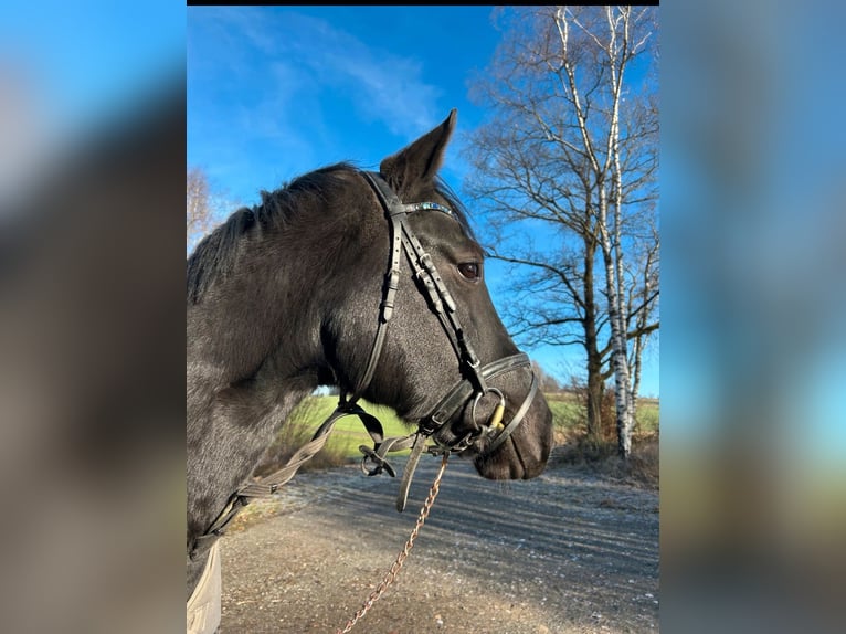 Deutsches Reitpferd Wallach 6 Jahre 165 cm Rappe in Münchberg Deutsches Reitpferd Wallach 6 Jahre 165 cm Rappe in Münchberg