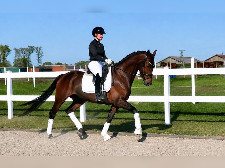 Deutsches Reitpferd Wallach 6 Jahre 168 cm Brauner in Recke, bei Osnabrück