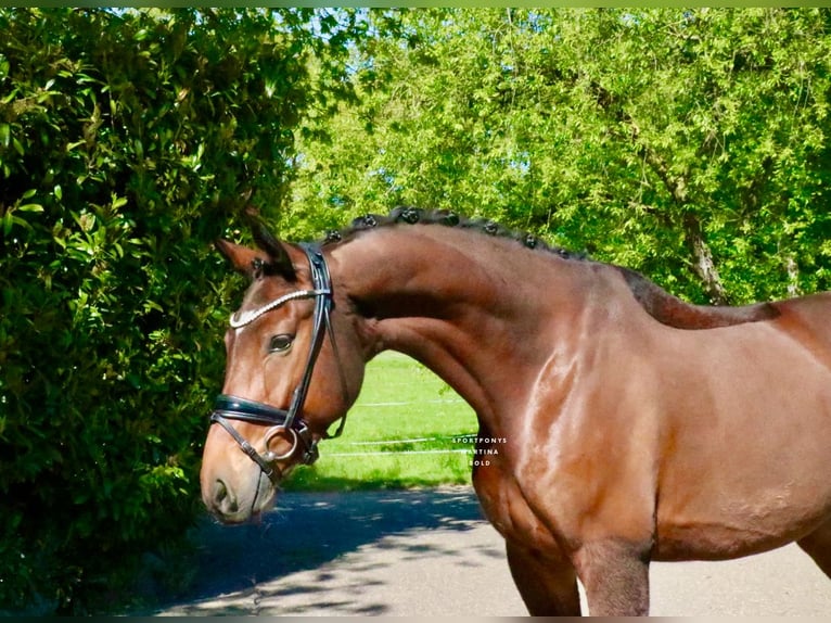 Deutsches Reitpferd Wallach 6 Jahre 168 cm Brauner in Recke, bei Osnabrück