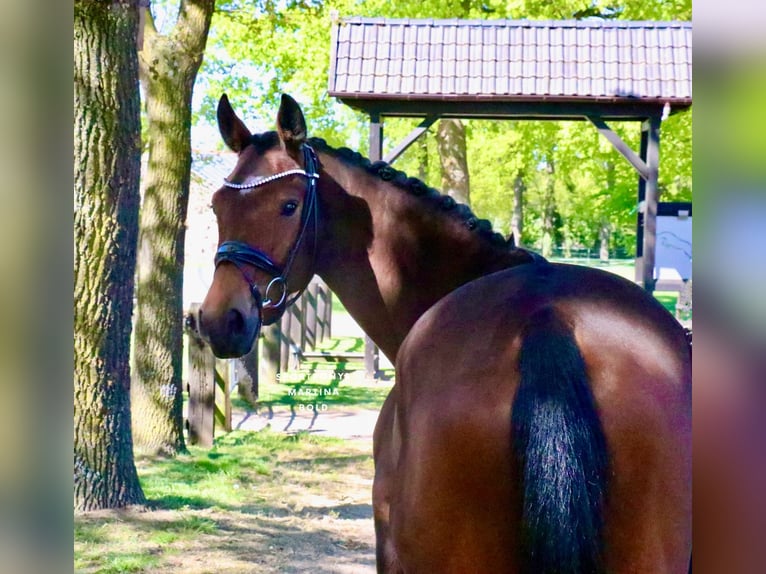 Deutsches Reitpferd Wallach 6 Jahre 168 cm Brauner in Recke, bei Osnabrück