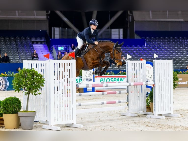 Deutsches Reitpferd Wallach 6 Jahre 168 cm Brauner in GROTE-BROGEL