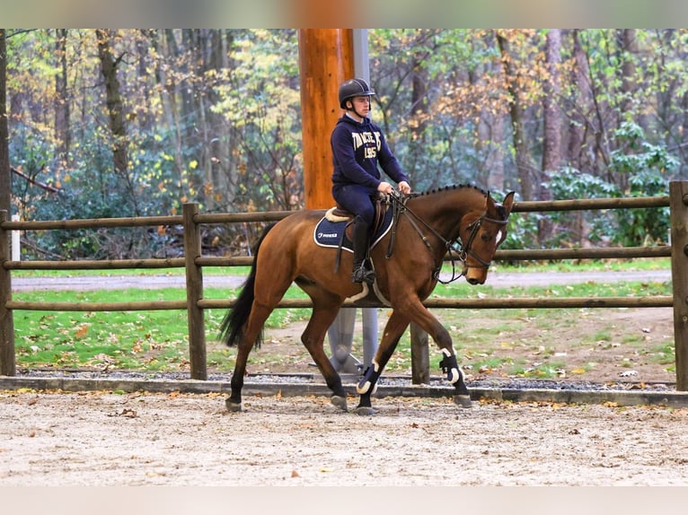 Deutsches Reitpferd Wallach 6 Jahre 168 cm Brauner in GROTE-BROGEL