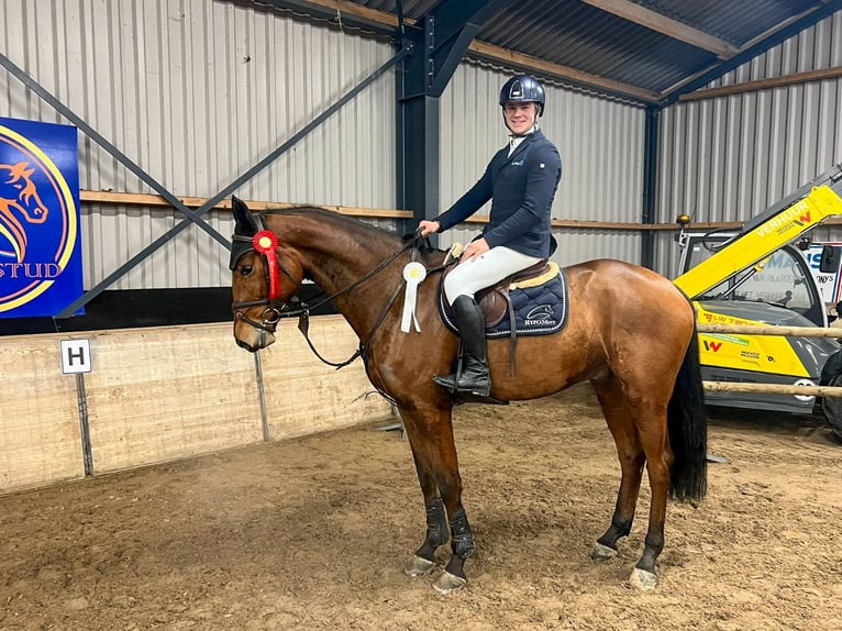 Deutsches Reitpferd Wallach 6 Jahre 168 cm Brauner in GROTE-BROGEL