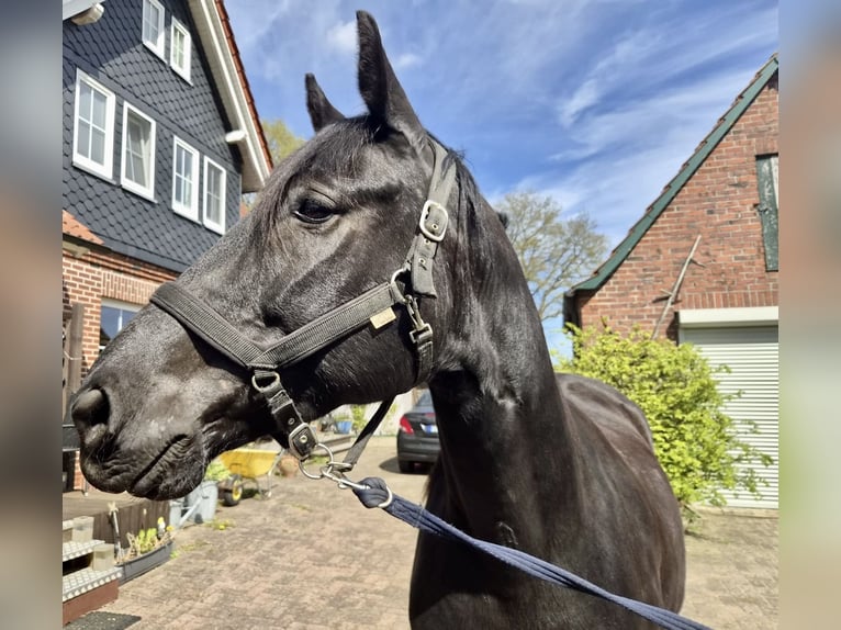 Deutsches Reitpferd Wallach 6 Jahre 168 cm Schwarzbrauner in Gnarrenburg