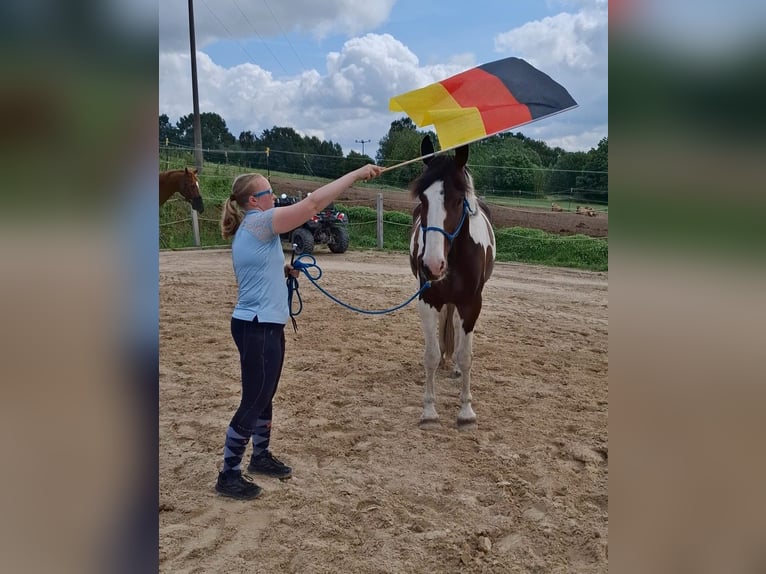 Deutsches Reitpferd Wallach 6 Jahre 169 cm Schecke in Schmadebeck