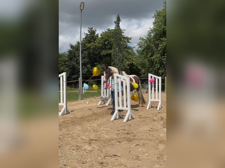 Deutsches Reitpferd Wallach 6 Jahre 169 cm Schecke in Schmadebeck