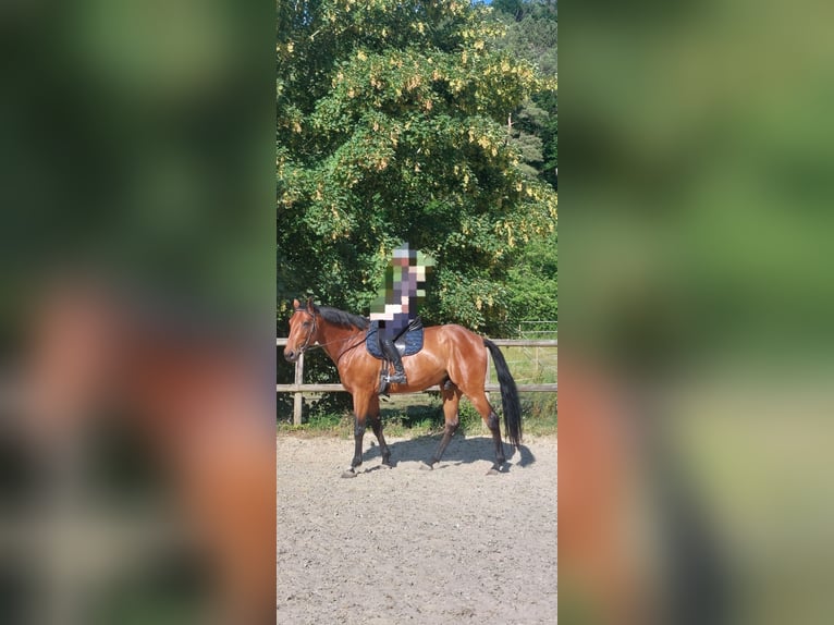 Deutsches Reitpferd Wallach 6 Jahre 170 cm Brauner in Schweinfurt