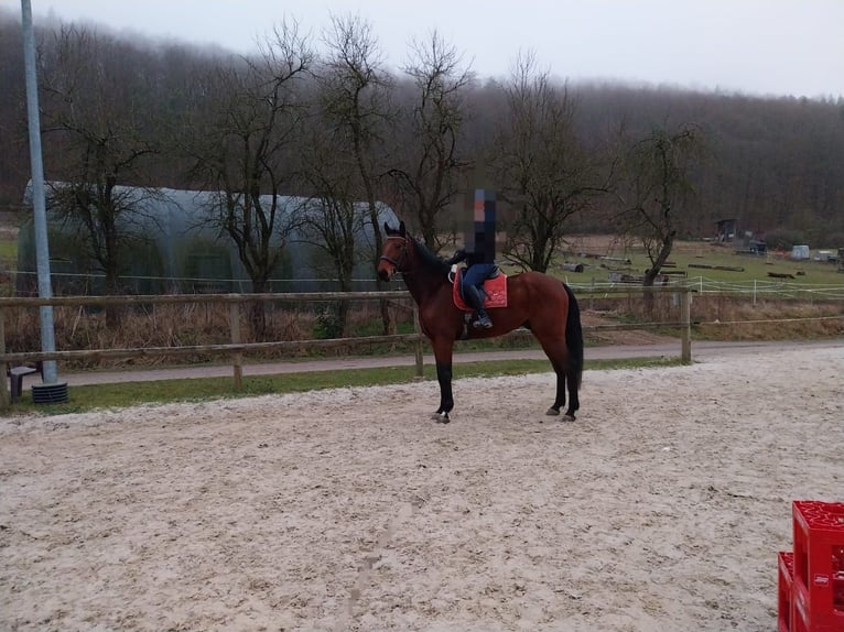 Deutsches Reitpferd Wallach 6 Jahre 170 cm Brauner in Schweinfurt