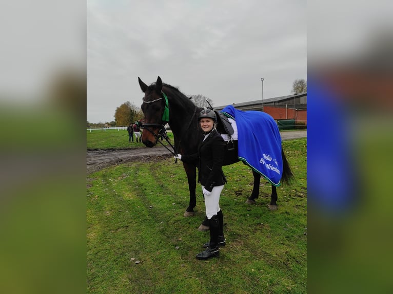 Deutsches Reitpferd Wallach 6 Jahre 170 cm  in Südbrookmerland Victorbur