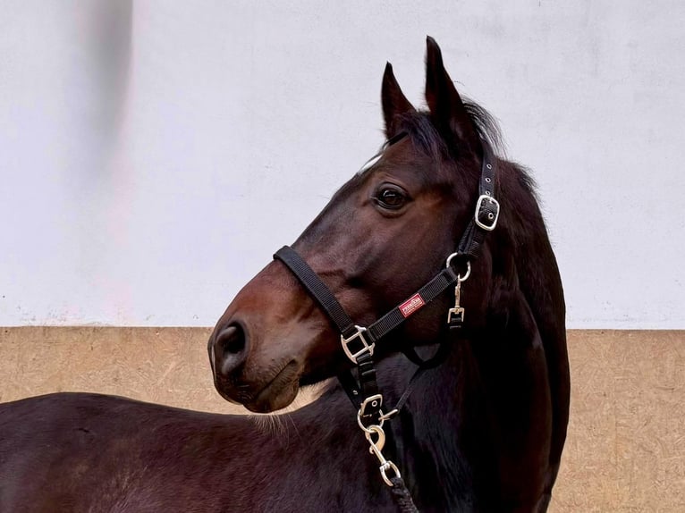 Deutsches Reitpferd Wallach 6 Jahre 170 cm Dunkelbrauner in Burgthann Deutsches Reitpferd Wallach 6 Jahre 170 cm Dunkelbrauner in Burgthann