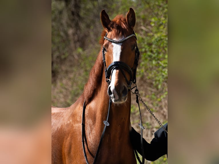 Deutsches Reitpferd Wallach 6 Jahre 170 cm Fuchs in Bochum