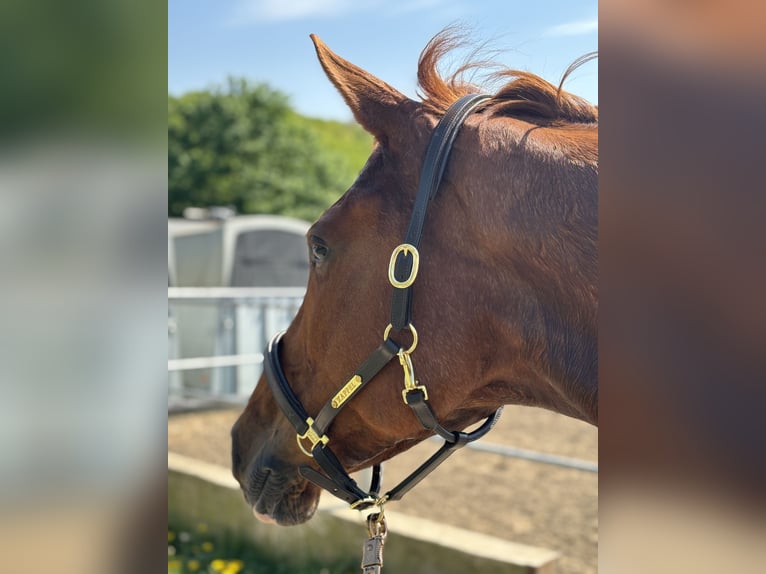 Deutsches Reitpferd Wallach 6 Jahre 170 cm Fuchs in Bochum