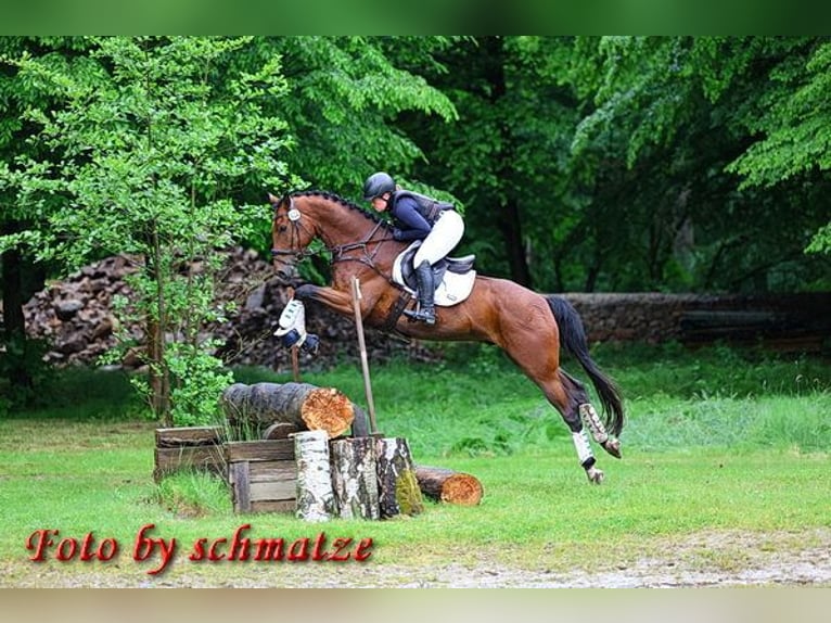 Deutsches Reitpferd Wallach 6 Jahre 173 cm Brauner in Neißeaue