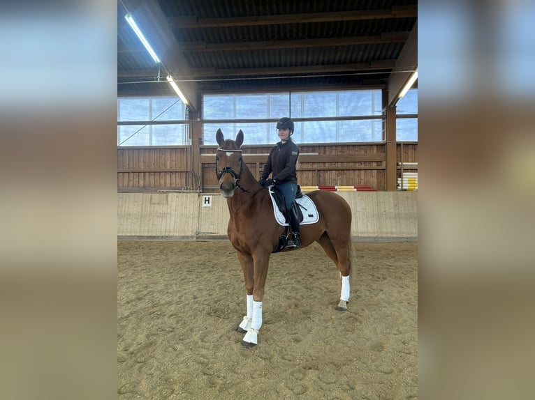 Deutsches Reitpferd Wallach 6 Jahre 173 cm Fuchs in Marktredwitz