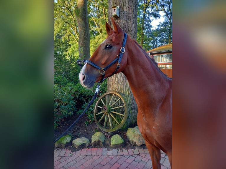 Deutsches Reitpferd Wallach 6 Jahre 174 cm Fuchs in L&#xF6;ningen