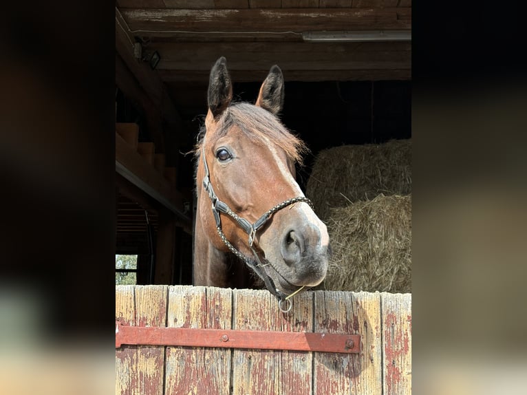 Deutsches Reitpferd Mix Wallach 6 Jahre 175 cm Brauner in Bad Schussenried