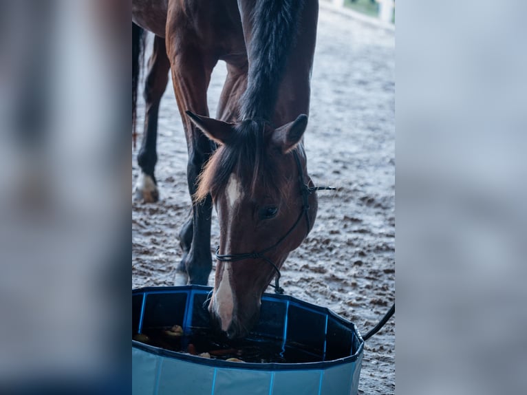 Deutsches Reitpferd Mix Wallach 6 Jahre 175 cm Brauner in Bad Schussenried