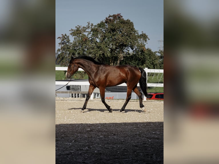 Deutsches Reitpferd Mix Wallach 6 Jahre 175 cm Brauner in Bad Schussenried