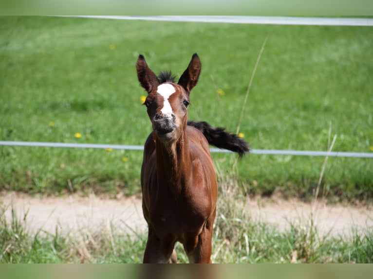 Deutsches Reitpferd Mix Wallach 6 Jahre 175 cm Brauner in Bad Schussenried