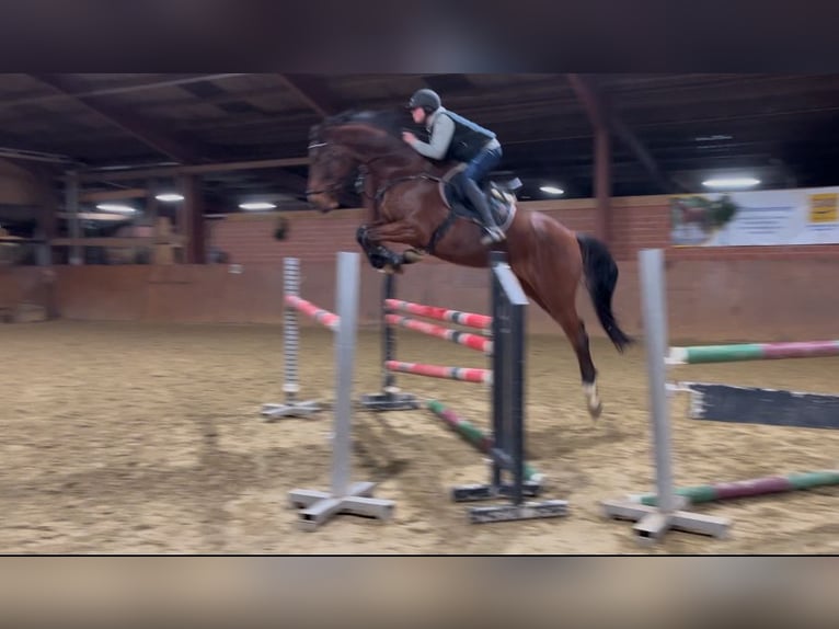 Deutsches Reitpferd Wallach 6 Jahre 175 cm Brauner in Berne