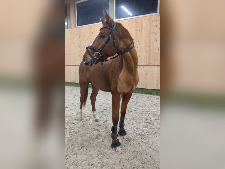 Deutsches Reitpferd Wallach 6 Jahre 175 cm Fuchs in Vlotho