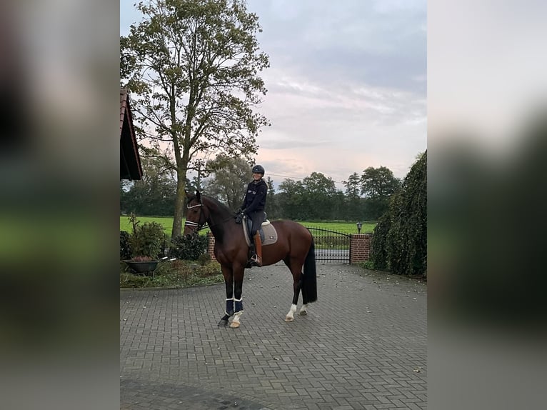 Deutsches Reitpferd Wallach 6 Jahre 180 cm Brauner in Bad Essen