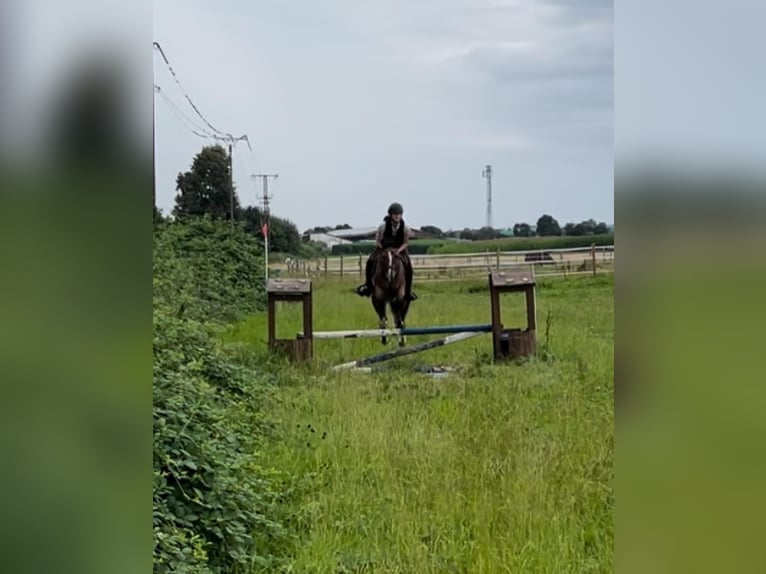 Deutsches Reitpferd Wallach 7 Jahre 148 cm Brauner in Filderstadt