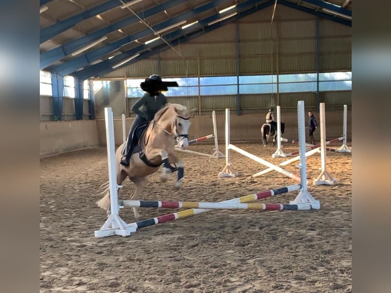 Deutsches Reitpferd Wallach 7 Jahre 149 cm Palomino in Klein Gladebrügge