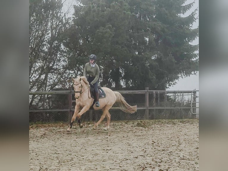 Deutsches Reitpferd Wallach 7 Jahre 157 cm Palomino in Hannover