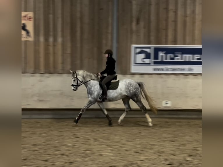 Deutsches Reitpferd Wallach 7 Jahre 158 cm Schimmel in Mettlach