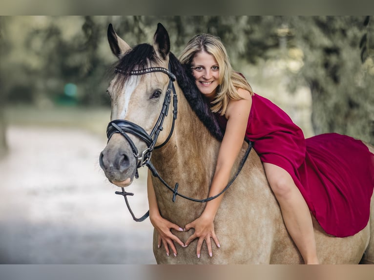 Deutsches Reitpferd Wallach 7 Jahre 163 cm Buckskin in Ratingen
