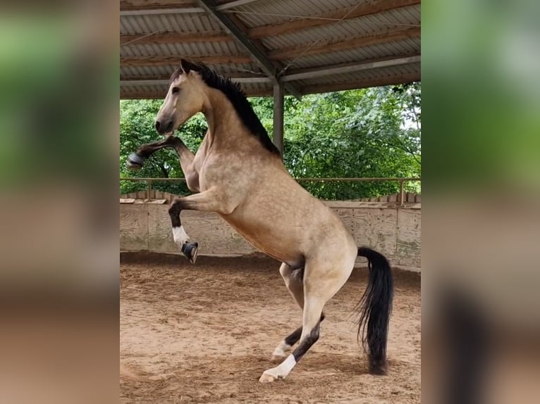 Deutsches Reitpferd Wallach 7 Jahre 163 cm Buckskin in Ratingen