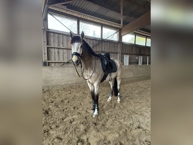 Deutsches Reitpferd Wallach 7 Jahre 163 cm Buckskin in Ratingen