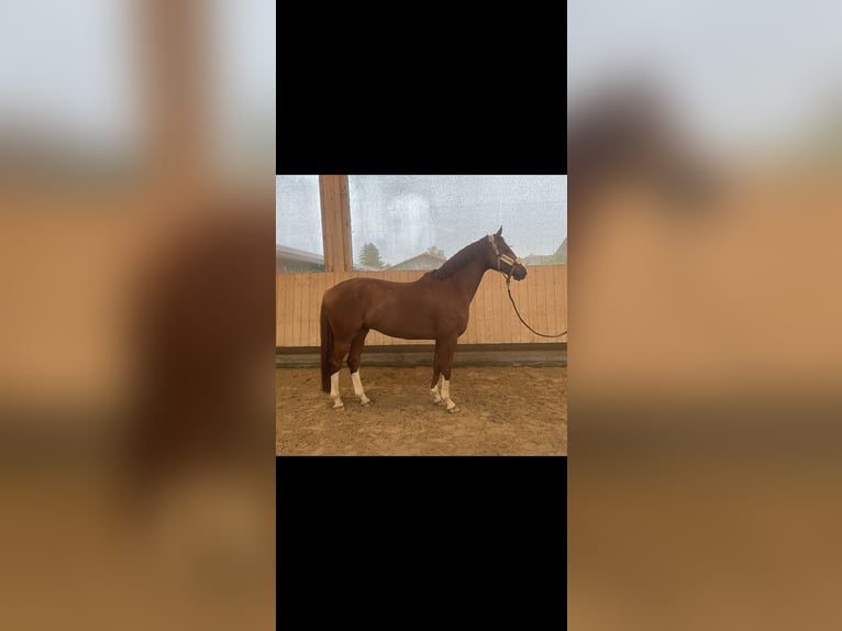 Deutsches Reitpferd Wallach 7 Jahre 163 cm Fuchs in Wilhelmsdorf