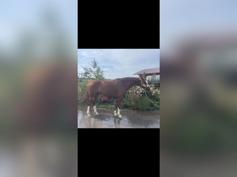 Deutsches Reitpferd Wallach 7 Jahre 163 cm Fuchs in Wilhelmsdorf