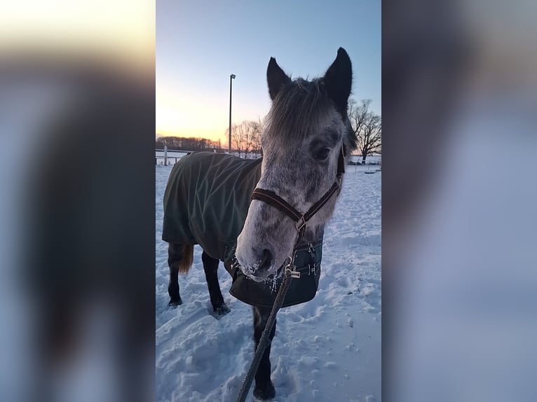 Deutsches Reitpferd Mix Wallach 7 Jahre 165 cm Apfelschimmel in Glaubitz