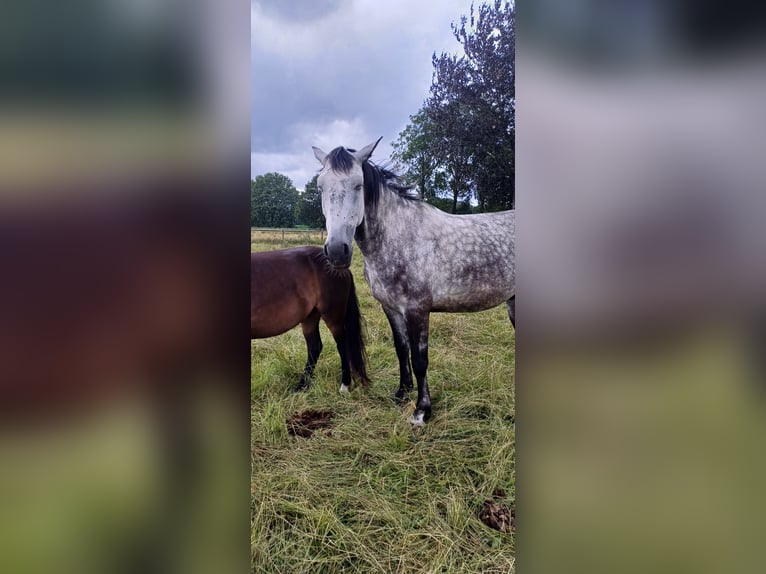 Deutsches Reitpferd Mix Wallach 7 Jahre 165 cm Blauschimmel in Großenkneten