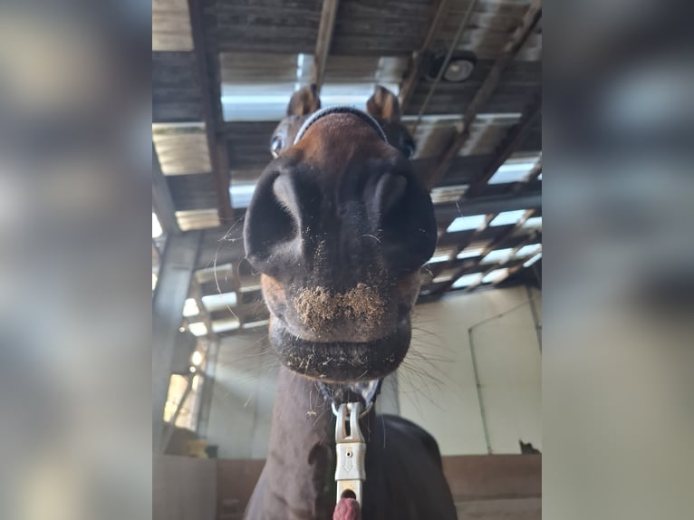 Deutsches Reitpferd Wallach 7 Jahre 165 cm Brauner in Zimmern