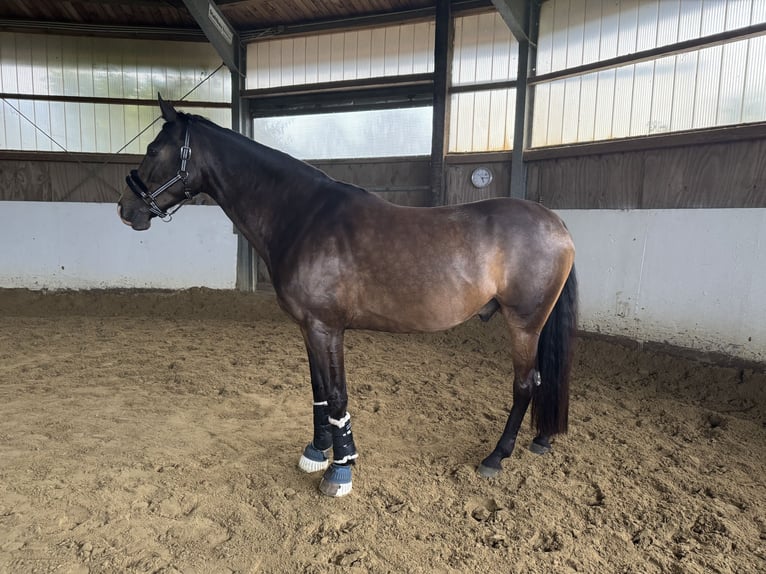 Deutsches Reitpferd Wallach 7 Jahre 165 cm Buckskin in Dortmund