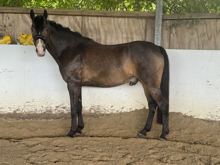 Deutsches Reitpferd Wallach 7 Jahre 165 cm in Dortmund