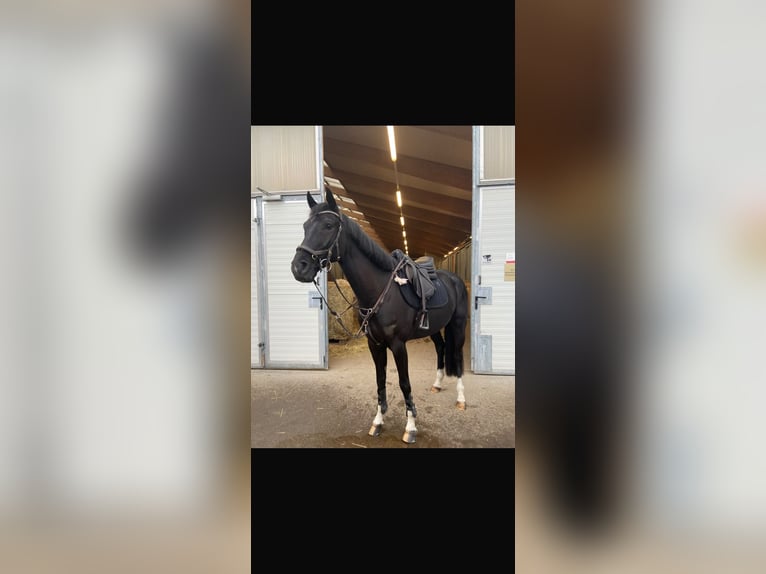 Deutsches Reitpferd Wallach 7 Jahre 165 cm Schwarzbrauner in Ebreichsdorf