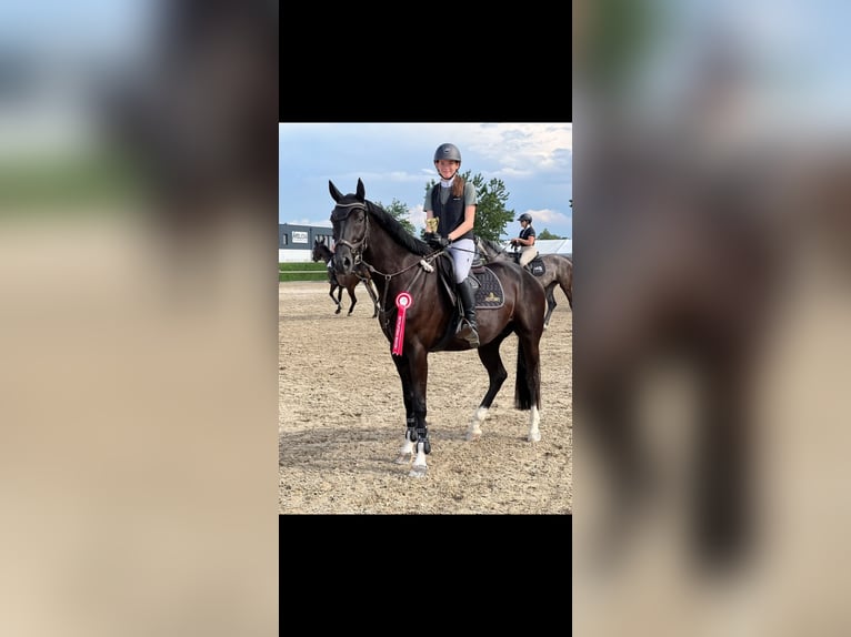 Deutsches Reitpferd Wallach 7 Jahre 165 cm Schwarzbrauner in Ebreichsdorf