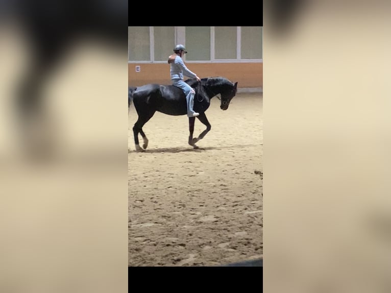 Deutsches Reitpferd Wallach 7 Jahre 165 cm Schwarzbrauner in Ebreichsdorf